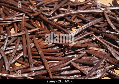 Reunion, Sainte-Suzanne, 2020/29/29: Vanillepflanzen (Vanilla planifolia) trocknen draußen auf Holzgittern, in der Sonne, in der Vanilleplantage der Stockfoto