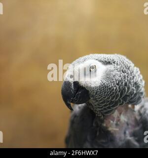 Großer, schöner Papagei, der auf dem Käfig sitzt. Jaco. Grauer Papagei Stockfoto