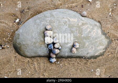 Meeresschnecken in einem interessanten Muster auf einem großen Stein in Conwy Morfa, Wales Stockfoto