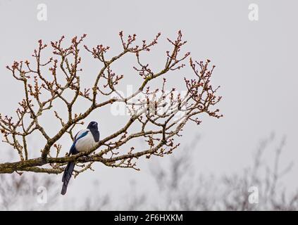 Elster sitzt in einem Baum Stockfoto