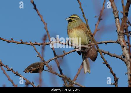 Männlicher Cirl-Haunting (Emberiza cirlus), der auf einem Ast thront Stockfoto