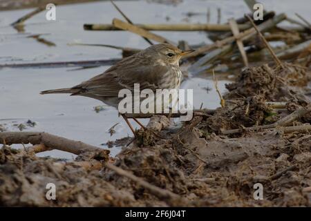 Wasserpipit (Anthus spinoletta) im Wintergefieder Stockfoto