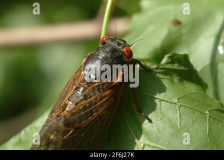 USA Maryland Insect Cicada cicadas Cicadoidea brüten X 17 Jahr Zikade taucht aus dem Boden auf, um sich zu reproduzieren Stockfoto