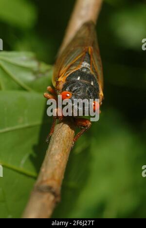 USA Maryland Insect Cicada cicadas Cicadoidea brüten X 17 Jahr Zikade taucht aus dem Boden auf, um sich zu reproduzieren Stockfoto