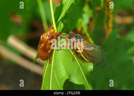 USA Maryland Insect Cicada cicadas Cicadoidea brüten X 17 Jahr Zikade taucht aus dem Boden auf, um sich zu reproduzieren Stockfoto