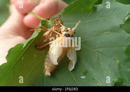 USA Maryland Insect Cicada cicadas Cicadoidea brüten X 17 Jahr Zikade taucht aus dem Boden auf, um sich zu reproduzieren Stockfoto