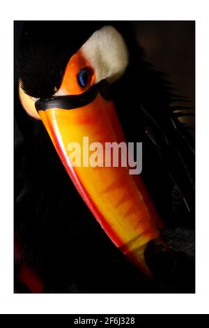 TOCO TOUCAN..... Der Londoner Zoo eröffnete sein neu restauriertes tropisches Vogelhaus nach 1 Jahr Restaurierungsarbeiten, die 2.5 Millionen GBP kosten. Das viktorianische Gebäude, das 1883 errichtet wurde, wurde ursprünglich 1927 von einem Reptilienhaus zu einem Vogelhaus umgebaut. Die Ausstellung ist nach der Familie Blackburn benannt, die den Zoo Anfang der 1990er Jahre unterstützte, als der Zoo vor der Schließung stand. Der Pavillon bietet mehr als 50 verschiedene Vogelarten, darunter Tukane, Stare, Kookaburras, Und Kolibris (der einzige Ort in Großbritannien zu sehen Stockfoto