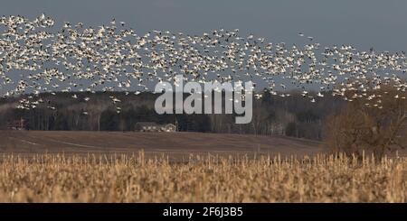 Schar von Wandergänsen, die im Frühjahr nach Norden fahren Kanada Stockfoto