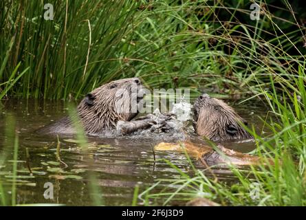 Wrestling Beavers, Schottland Stockfoto