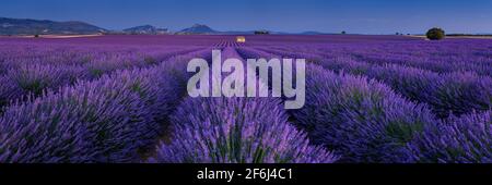 Lavendelfelder der Provence in der Hochebene von Valensole bei Dämmerung im Sommer. Alpes-de-Haute-Provence, Frankreich Stockfoto