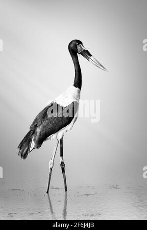 Ein seichter Storch im Kruger Park auf der Nahrungssuche in schwarz-weiß, schöner Kunst. Ephippiorhynchus senegalensis Stockfoto