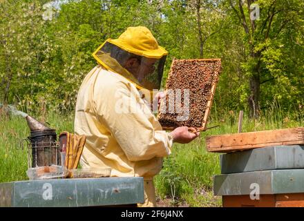 Imker arbeitet mit Bienen und Bienenstöcken auf der Imkerei. Bienenzuchtkonzept. Stockfoto