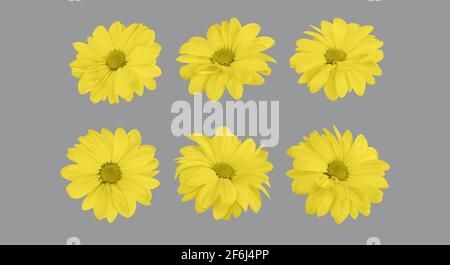 Set von floralen leuchtenden gelben Chrysantheme Knospen in verschiedenen Kamerawinkeln isoliert auf ultimativem grauen Hintergrund, Stockfoto