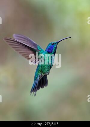 Grüner Violetear oder mexikanischer Violetear Kolibri (Colibri thalassinus) im Flug isoliert auf grünem Hintergrund in Costa Rica Stockfoto