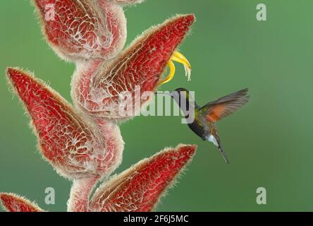 Garten Smaragd Kolibri Fütterung auf einer Heliconia Blume in Costa Rica Stockfoto