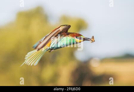 Paradiesvögel fliegen mit einem Schmetterling im Schnabel Stockfoto