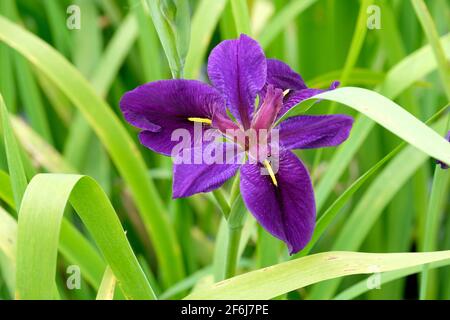 Dunkelviolette Blume der Iris „Black Gamecock“-Wasseriris. IRIS (LOUISIANA HYBRID) „BLACK GAMECOCK“ mit Laubhintergrund Stockfoto