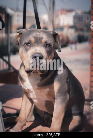 Ein amerikanischer Pitbull, der Sonne nimmt Stockfoto
