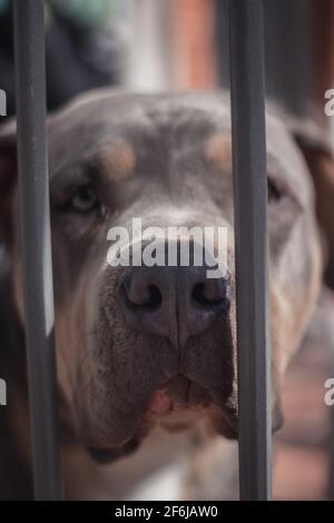 Ein amerikanischer Pitbull, der Sonne nimmt Stockfoto