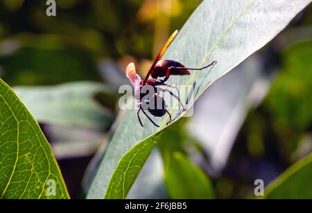 Eine große Biene, die Nahrung trägt, sitzt auf einem Blatt Stockfoto