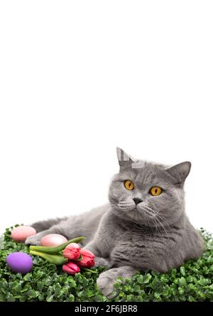 Britische Katze mit Tulpen und Ostereiern auf grünem Gras isoliert auf weißem Hintergrund. Osterkomposition mit einer lustigen Katze. Speicherplatz kopieren. Vertikal Stockfoto