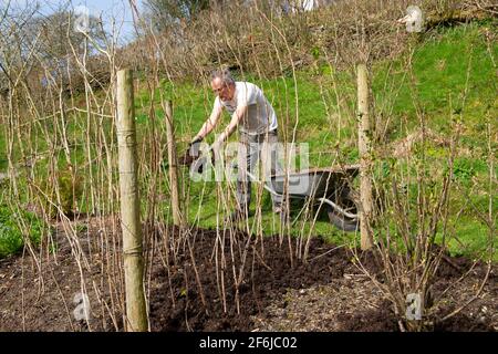 Älterer Mann männlicher Gärtner Mulchen Himbeerstöcke Himbeeren Kompost Mulch Im Frühjahr April Country Garden Wales Großbritannien Großbritannien 2021 KATHY DEWITT Stockfoto