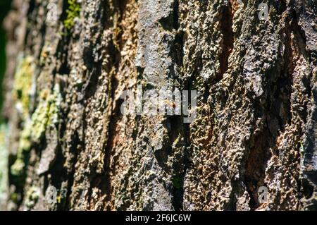 Mahagoni Baumrinde Textur und ein kleines Insekt mit Grünes Moos und Pilze Stockfoto