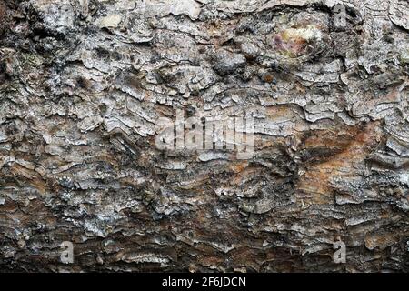 Vollbildtapete Nahaufnahme von isolierter rauer Baumrinde Stockfoto