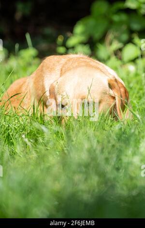 Portrait von Labrador Retriever, der etwas aus der Nähe auf dem Gesicht betrachtet. Hochwertige Fotos Stockfoto