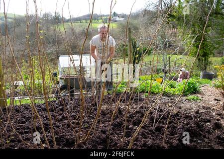 Älterer Mann, männlicher Gärtner, der Himbeerstöcke mit Kompost mulcht Mulch im Frühjahr April Garten Carmarthenshire Wales UK KATHY DEWITT Stockfoto