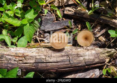 Runde braune Pilze, die aus einem toten Baumstamm wachsen, der liegt Auf dem Boden Stockfoto