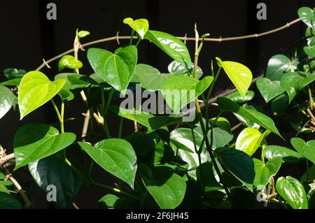 Sirih Hijau oder Green Betel Blätter mit dunklem Hintergrund Stockfoto