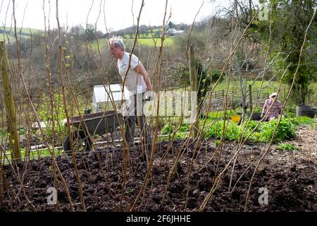 Älterer Mann männlicher Gärtner Mulchen Himbeerstöcke Himbeeren Kompost Mulch Im Frühjahr April ländlichen Garten Wales Großbritannien Großbritannien 2021 KATHY DEWITT Stockfoto