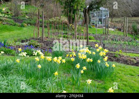 Ansicht der gelben Narzissen wachsen in Blüte in einem gepflanzt Rasen Sie in einem Frühlingshüttengarten und Gewächshaus in Carmarthenshire WALES UK KATHY DEWITT Stockfoto