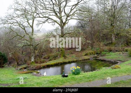 Gartenteich Pool im März 2021 in der frühlingshaften Landschaft Mit Narzissen und Flechten auf Eichen in Carmarthenshire West Wales Großbritannien KATHY DEWITT Stockfoto