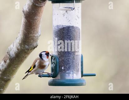 Goldfinch UK; ein Goldfinch, auch bekannt als Europäischer Goldfinch, Carduelis carduelis, füttert von einem niger-Saatgutfutter für Gartenvögel, Suffolk England UK Stockfoto