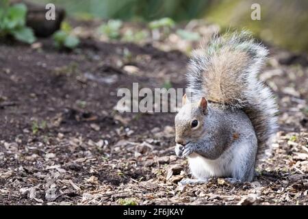 Grey Squirrel UK, auch bekannt als Eastern Grey Squirrel, Sciurus carolinensis, ein einzelnes Eichhörnchen im Wald, Lackford Lakes, Suffolk UK Stockfoto