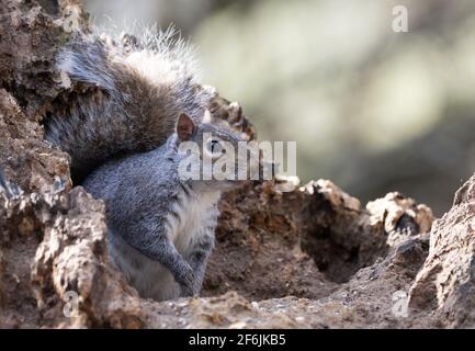 Grey Squirrel UK, auch bekannt als Eastern Grey Squirrel, Sciurus carolinensis, ein einzelnes Eichhörnchen in einem Baum in Wäldern, Lackford Lakes, Suffolk UK Stockfoto