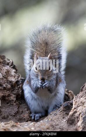 Grey Squirrel UK, auch bekannt als Eastern Grey Squirrel, Sciurus carolinensis, ein einzelnes Eichhörnchen im Wald, Lackford Lakes, Suffolk UK Stockfoto