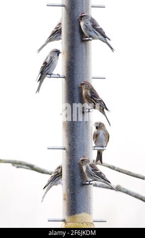 Redpoll UK; mehrere rCommon-Redpolls auf einem Feeder, Lackford Lakes, Suffolk UK Stockfoto