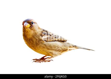 Porträt von Sparrow in Nahaufnahme, isoliert auf weißem Hintergrund. House Sparrow lebt seit dreitausend Jahren neben Menschen und lebt von anderen Stockfoto