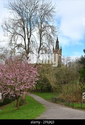 Glasgow, Schottland, Großbritannien. April 2021. Temperaturen um 8 Grad Celsius mit gebrochener Wolke bedeuteten einen kalten, aber angenehmen Spaziergang, da Frühlingsfarben wie diese Kirschblüte im Kelvingrove Park an der Glasgow University auftauchen. Kredit. Quelle: Douglas Carr/Alamy Live News Stockfoto