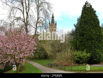 Glasgow, Schottland, Großbritannien. April 2021. Temperaturen um 8 Grad Celsius mit gebrochener Wolke bedeuteten einen kalten, aber angenehmen Spaziergang, da Frühlingsfarben wie diese Kirschblüte im Kelvingrove Park an der Glasgow University auftauchen. Kredit. Quelle: Douglas Carr/Alamy Live News Stockfoto