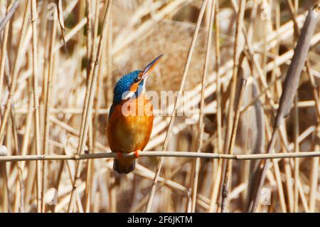 Ein gewöhnlicher Kingfischer (alcedo atthis) im Reed, Heilbronn, Deutschland Stockfoto