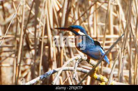 Ein gewöhnlicher Kingfischer (alcedo atthis) im Reed, Heilbronn, Deutschland Stockfoto