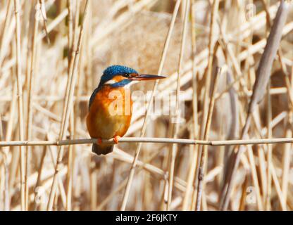 Ein gewöhnlicher Kingfischer (alcedo atthis) im Reed, Heilbronn, Deutschland Stockfoto