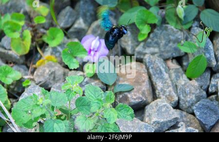 Wilde Biene, Carpenter Biene (Xylocopa sp.) bei Blüte sammelt Nektar und bestäubt Blumen. Sri Lanka Stockfoto