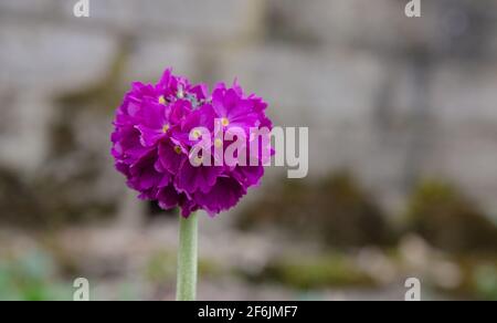 Primula denticulata (Drumstick primula) in Blüte. Stockfoto