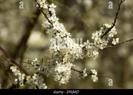Die zarten Blüten des Schlehe- oder Schwarzdorns sprießen im frühen Frühjahr in Fülle hervor. Dichte Stände von undurchdringlichem Dornenschrubben werden lebendig Stockfoto