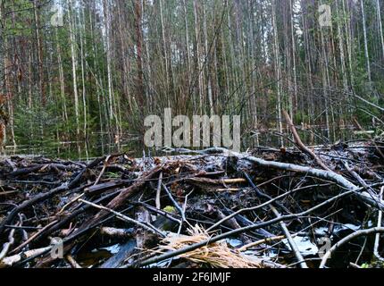 Upgrade-Stream Seite des Biberdamms, Beavers dämpfte den Bach im Spätherbst nach Regen Stockfoto